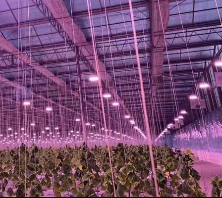 Construcción de techo arqueado Invernadero de doble arco para tomate y pimienta en moneda estadounidense