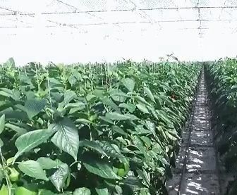 Construcción de techo arqueado Invernadero de doble arco para tomate y pimienta en moneda estadounidense
