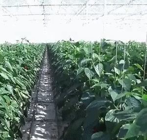 Invernadero de película de doble capa de Juxiang para la producción de flores
