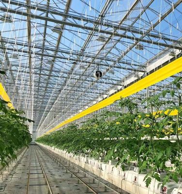 Invernadero de estructura de acero para la producción de pimienta utilizando el método de cultivo hidropónico