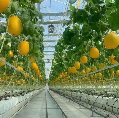 Invernadero de estructura de acero para la producción de pimienta utilizando el método de cultivo hidropónico