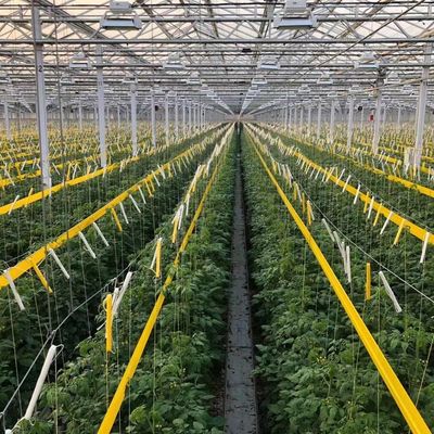 JX-H0068 Invernadero de tecnología antigoteo para la personalización de flores y tomates