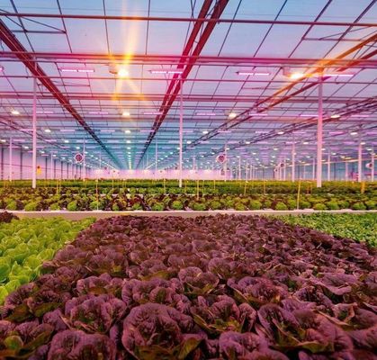 - Hecho invernadero hidropónico con tecnología anti-goteo cultivo de verduras de pago completo