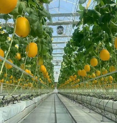 - Hecho invernadero hidropónico con tecnología anti-goteo cultivo de verduras de pago completo
