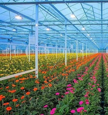 Estructura de doble arco - Invernadero hidropónico hecho para necesidades de producción agrícola mixta