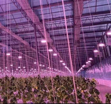 Estructura de doble arco - Invernadero hidropónico hecho para necesidades de producción agrícola mixta