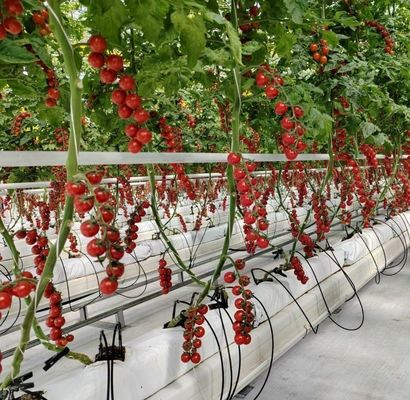 Estructura de doble arco - Invernadero hidropónico hecho para necesidades de producción agrícola mixta