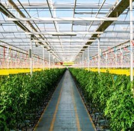 Invernadero de película de doble capa para el cultivo de pimienta 12.09cm * 2.35cm * 2.39cm Tamaño del paquete