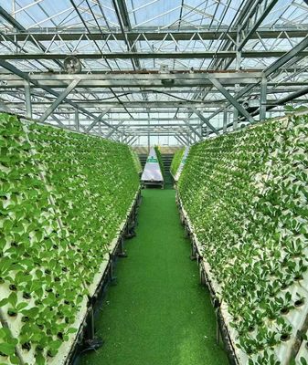 Invernadero de película de doble capa para el cultivo de pimienta 12.09cm * 2.35cm * 2.39cm Tamaño del paquete