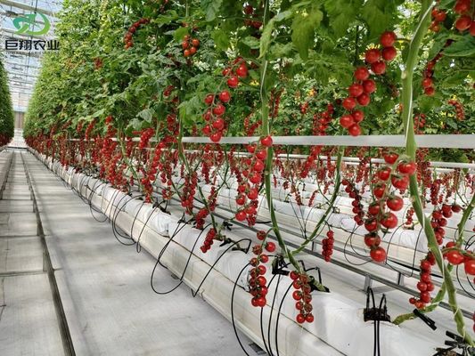 Estados Unidos/Canadá Estructura de acero Vegetales Plantación de invernadero de arco único para hidroponía
