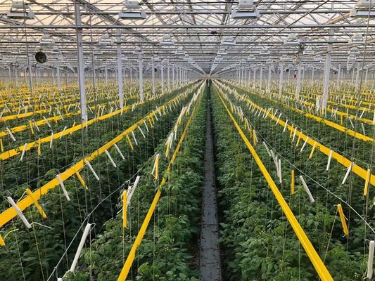 Estados Unidos/Canadá Estructura de acero Vegetales Plantación de invernadero de arco único para hidroponía