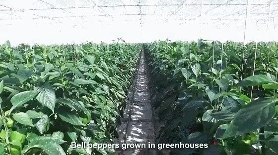 Estados Unidos/Canadá Estructura de acero Vegetales Plantación de invernadero de arco único para hidroponía
