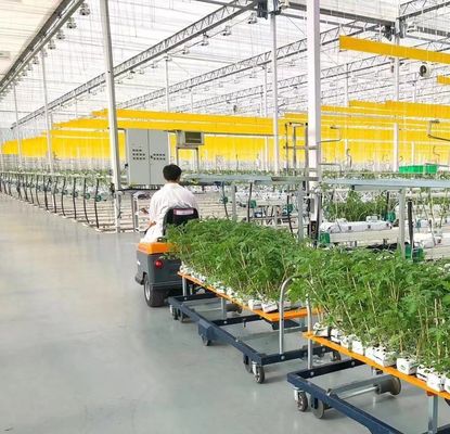 Maximice el rendimiento de su tomate con tecnología antigoteo invernadero y calefacción temporal