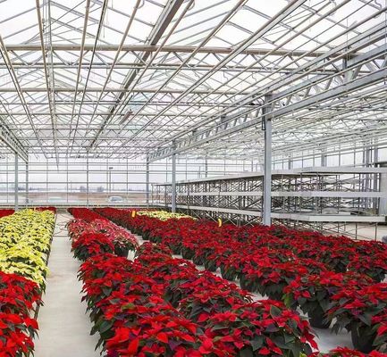 Maximice el rendimiento de su tomate con tecnología antigoteo invernadero y calefacción temporal