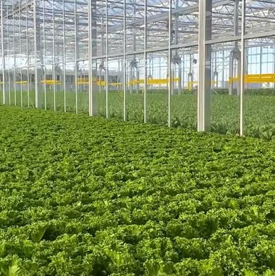 Maximice el rendimiento de su tomate con tecnología antigoteo invernadero y calefacción temporal