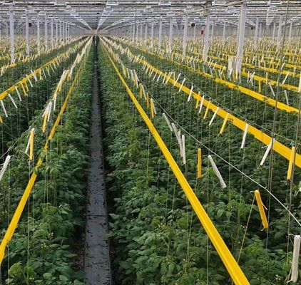 Maximice el rendimiento de su tomate con tecnología antigoteo invernadero y calefacción temporal