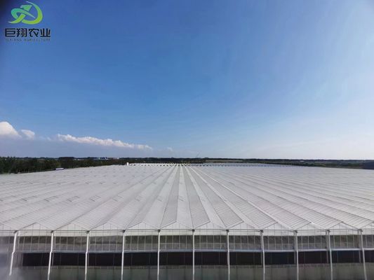 Hojas verdes Hortalizas de película de hoja de PC Invernaderos agrícolas de varias extensiones para hidroponía