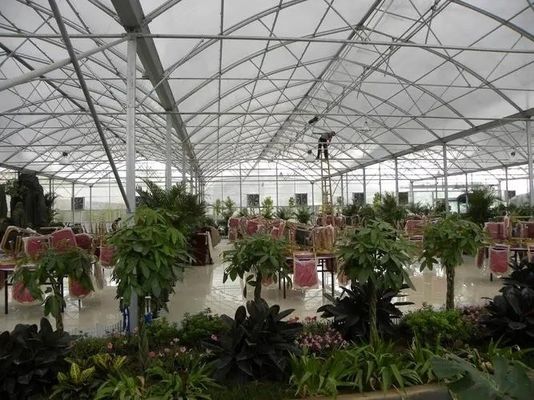 El invernadero de niebla de múltiples espacios perfecto para el cultivo hidropónico/sin suelo/stromal