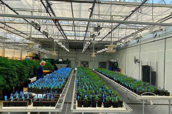 Estructura de crecimiento iluminada de doble capa para plántulas hidropónicas en múltiples períodos