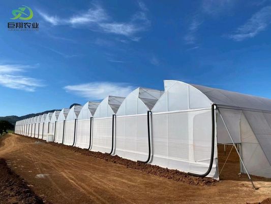 Método de cultivo en túnel Invernadero de múltiples tramos con tubo de acero galvanizado en caliente