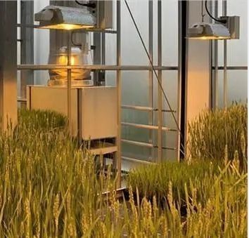Iluminar el invernadero de las instalaciones de cultivo de semillas con tecnología de iluminación avanzada