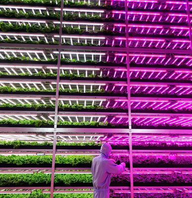 Iluminar el invernadero de las instalaciones de cultivo de semillas con tecnología de iluminación avanzada