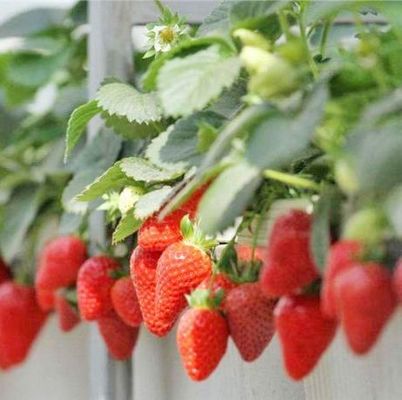 Iluminar el invernadero de las instalaciones de cultivo de semillas con tecnología de iluminación avanzada