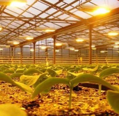 Iluminar el invernadero de las instalaciones de cultivo de semillas con tecnología de iluminación avanzada