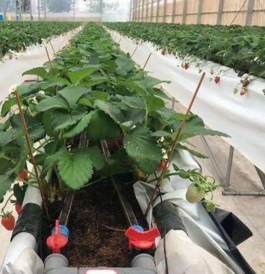 Iluminar el invernadero de las instalaciones de cultivo de semillas con tecnología de iluminación avanzada