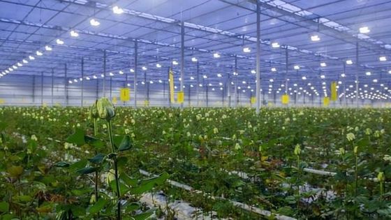 Retorno de 30 días Casa de cultivo iluminada para plántulas Método de cultivo iluminado