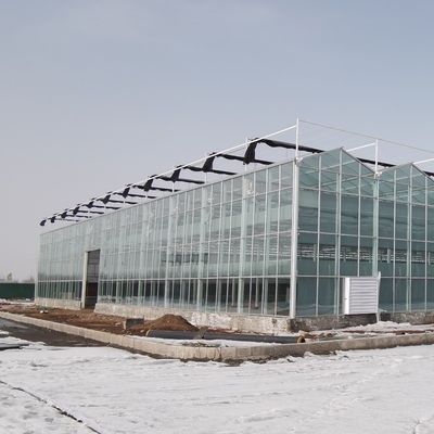 Invernadero de vidrio Venlo de 3 a 8 m de altura con sistema de cultivo hidropónico