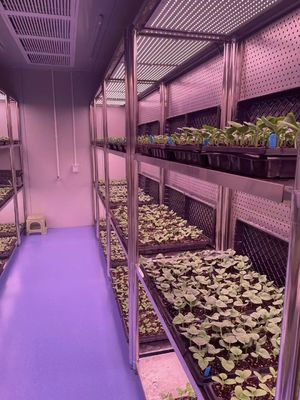 Retorno de 30 días Casa de cultivo iluminada para plántulas Método de cultivo iluminado