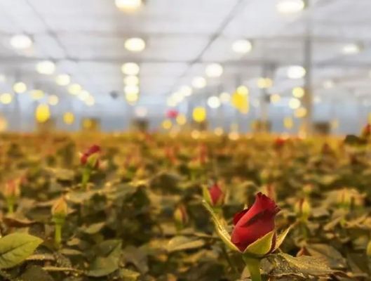Retorno de 30 días Casa de cultivo iluminada para plántulas Método de cultivo iluminado