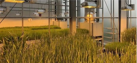 Retorno de 30 días Casa de cultivo iluminada para plántulas Método de cultivo iluminado