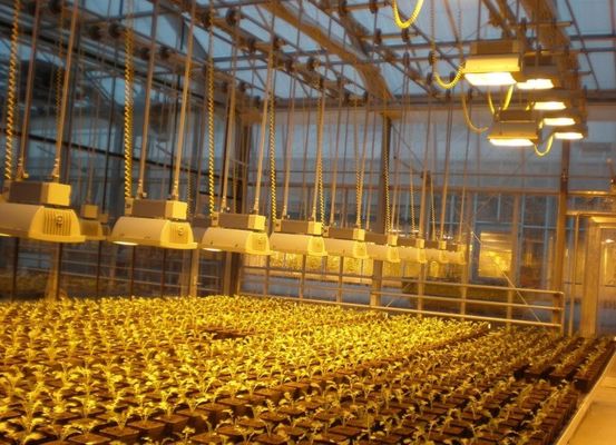 Retorno de 30 días Casa de cultivo iluminada para plántulas Método de cultivo iluminado