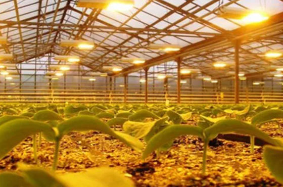 Sistema de cultivo de tomate, pepino y lechuga Peso bruto 2000.000 kg Solicitud de personalización