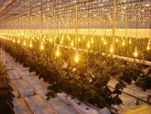 Sistema de cultivo de tomate, pepino y lechuga Peso bruto 2000.000 kg Solicitud de personalización