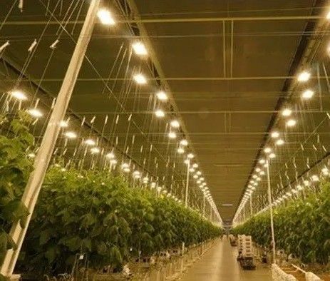 Sistema de cultivo de tomate, pepino y lechuga Peso bruto 2000.000 kg Solicitud de personalización