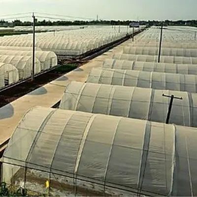 EE.UU./Ca Invernadero agrícola de película de túnel de una sola franja para hongos y verduras