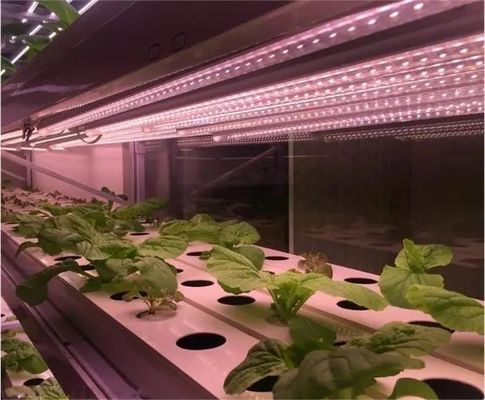 2000.000kg Espacio controlado por rociador de agua para semillas/hortalizas/frutas/flores