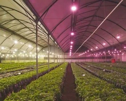 2000.000kg Espacio controlado por rociador de agua para semillas/hortalizas/frutas/flores