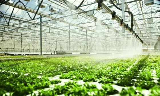 Salón de plantación de semillas de varias extensiones en envases de invernadero Peso bruto 2000.000kg