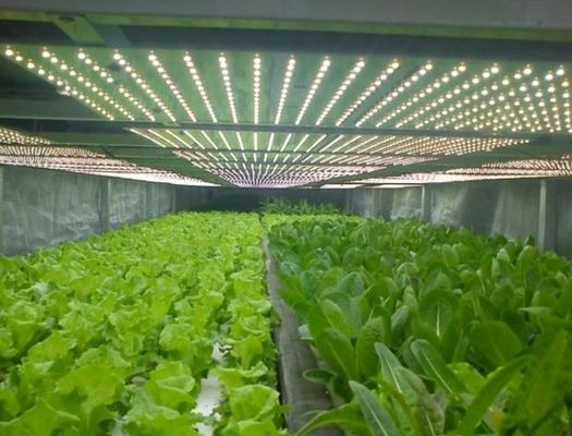 Salón de plantación de semillas de varias extensiones en envases de invernadero Peso bruto 2000.000kg