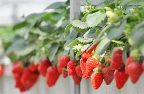 Salón de plantación de semillas de varias extensiones en envases de invernadero Peso bruto 2000.000kg