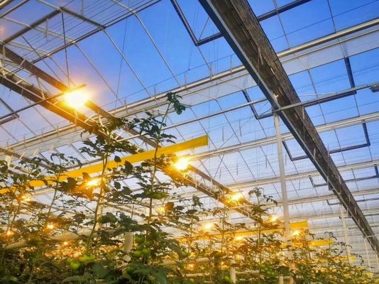 Solicitud personalizada Juxiang Tomate Pepinillo Lechuga Estructura Iluminación Invernadero
