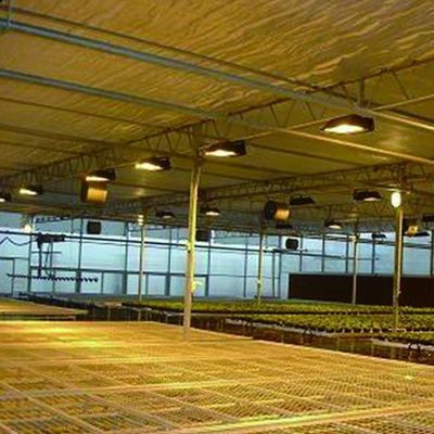 Reembolso de las restituciones Invernadero garantizado para el cultivo de tomate, pepino y lechuga