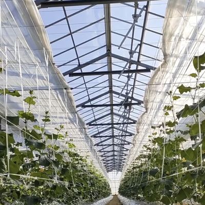 Sistema hidropónico de invernadero comercial personalizado y asequible a un precio razonable