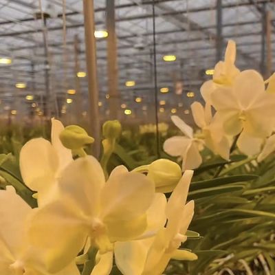 50.00cm * 60.00cm * 80.00cm Tamaño del paquete Sistema de cultivo hidropónico de invernadero de vidrio