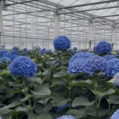 50.00cm * 60.00cm * 80.00cm Tamaño del paquete Sistema de cultivo hidropónico de invernadero de vidrio
