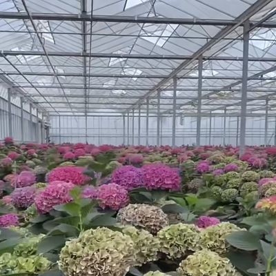 50.00cm * 60.00cm * 80.00cm Tamaño del paquete Sistema de cultivo hidropónico de invernadero de vidrio